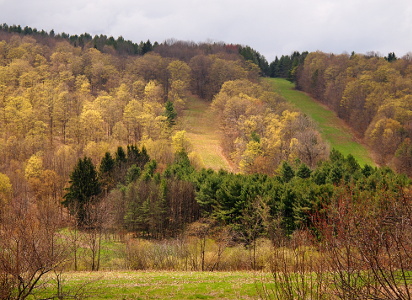 [A hillside complete covered with trees just beginning to leaf except for two patches of grass which extend from the top of the hillside to the bottom. At the bottom of the hill is a big patch of evergreen trees.]